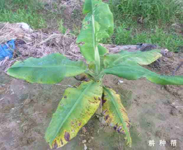 香蕉叶斑病的防治(香蕉叶斑病防治方法)